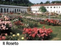Villa Reale roseto